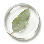 botanicko ulje lista eukaliptusa