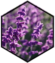 lavanda