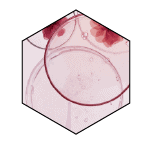 Liofilizovani plod maline ► Herbalia liofilizovani plod maline
