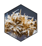 Miris ka┼ímira ► Herbalia miris kasmira