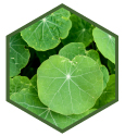 gotu kola