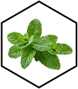 menta ► Herbalia menta